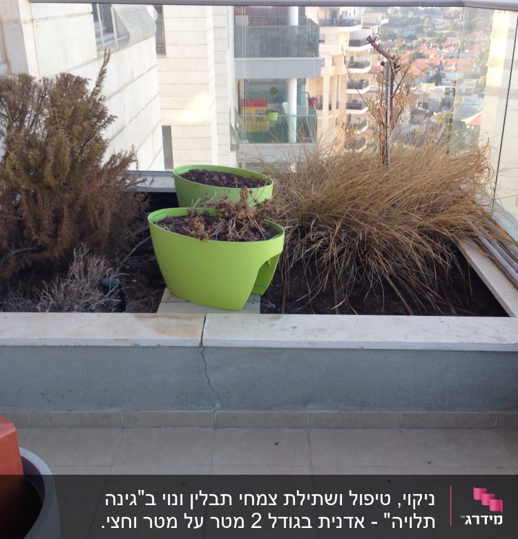 עציצים ירוקים עם צמחים יבשים במרפסת